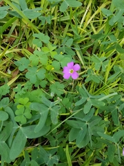 Oxalis drummondii