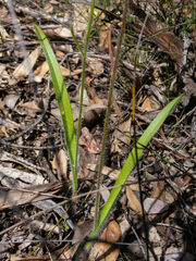 Caladenia longiclavata