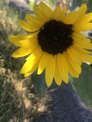 Helianthus annuus