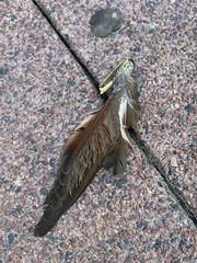 Coccyzus americanus