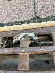 Coccyzus americanus