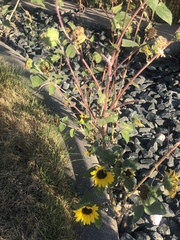 Helianthus annuus