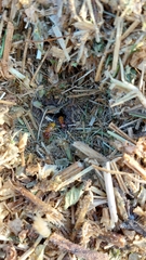 Microhodotermes viator