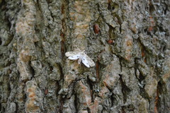 Parapoynx stratiotata