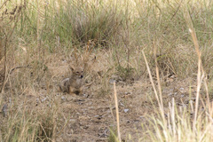 Canis aureus indicus