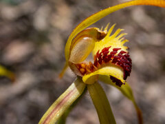 Caladenia longiclavata