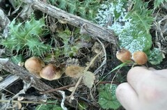 Psilocybe serbica