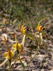 Caladenia longiclavata
