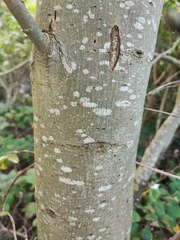 Salix atrocinerea