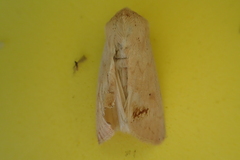 Mythimna vitellina
