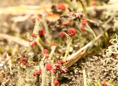 Cladonia macilenta
