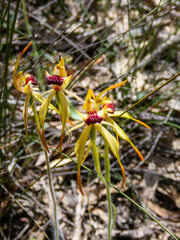 Caladenia longiclavata