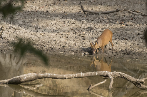 Northern Red Muntjac