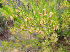 Dodonaea viscosa