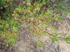 Dodonaea viscosa