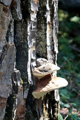 Fomes fomentarius