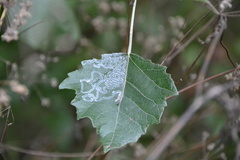 Phyllocnistis labyrinthella