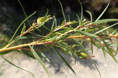 Empleurum unicapsulare