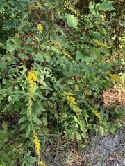 Solidago rugosa