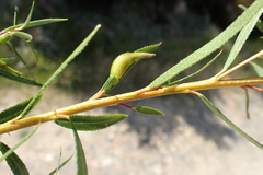 Empleurum unicapsulare