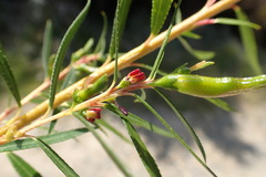 Empleurum unicapsulare