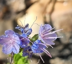 Lobostemon glaucophyllus