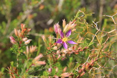 Calytrix leschenaultii