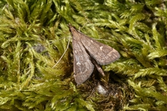 Dolicharthria punctalis