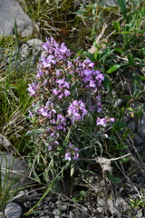 Pedicularis sudetica interioroides
