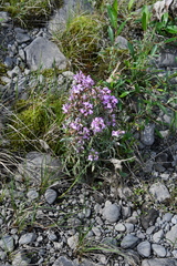 Pedicularis sudetica interioroides