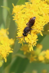 Tiphiinae