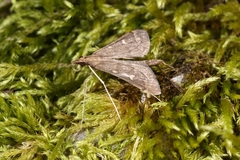 Dolicharthria punctalis