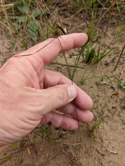 Cyperus lupulinus