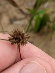 Cyperus lupulinus