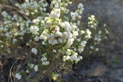 Erica fimbriata