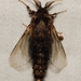 Evergreen Bagworm Moth - Photo (c) lkirk, some rights reserved (CC BY-NC), uploaded by lkirk