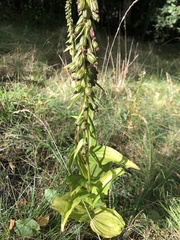 Epipactis helleborine
