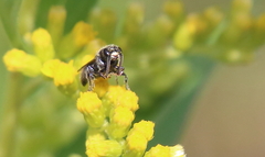 Tiphiinae