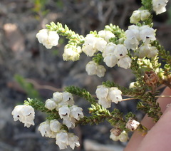 Erica fimbriata