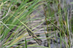 Carex eleusinoides