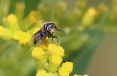 Tiphiinae