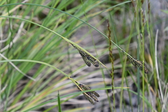 Carex eleusinoides
