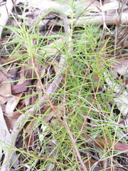 Persoonia juniperina