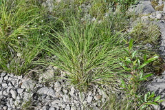 Carex eleusinoides