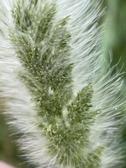 Polypogon monspeliensis