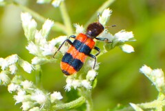 Trichodes apivorus