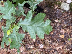 Quercus velutina