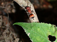 Pseudomethoca simillima