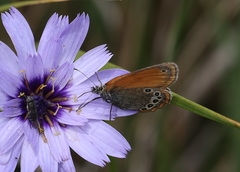 Coenonympha glycerion