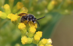 Tiphiinae
